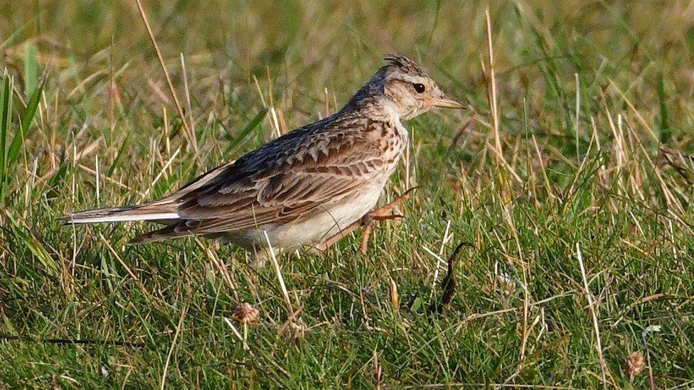 A brown skylark standing on a grassy field.