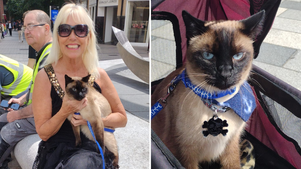 Left picture is a blonde woman wearing large sunglasses holding a beige and brown cat on her knee.
Right picture in a brown faced beige cat with blue eyes, wearing a blue lead and collar.