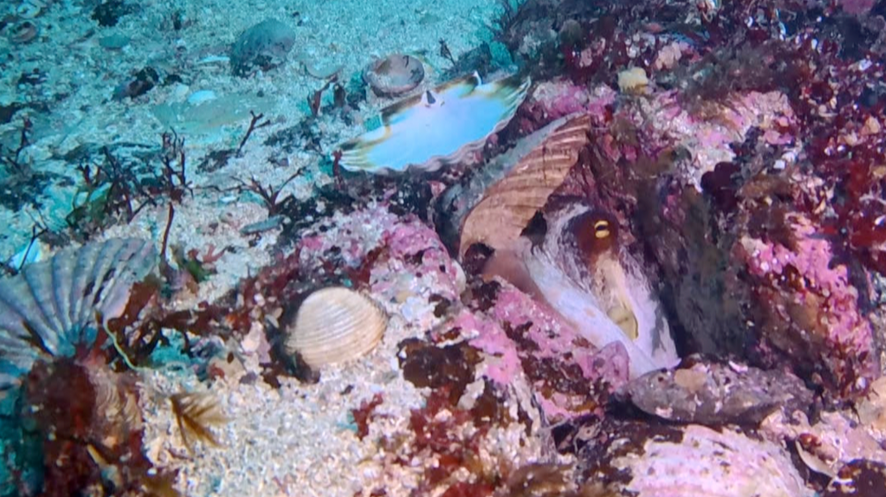 Guernsey octopus boom 'is decimating our shellfish catch' - BBC News