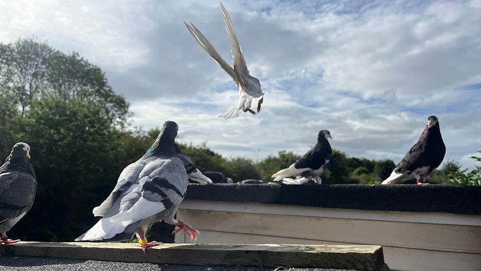 Pigeons sitting on the top of lofts with trees and open sky in the background and one bird flying off with something in its beak.