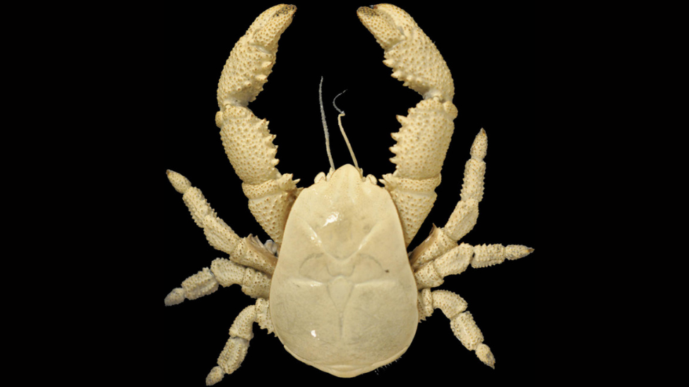 A cream coloured Hoff crab on a black background.