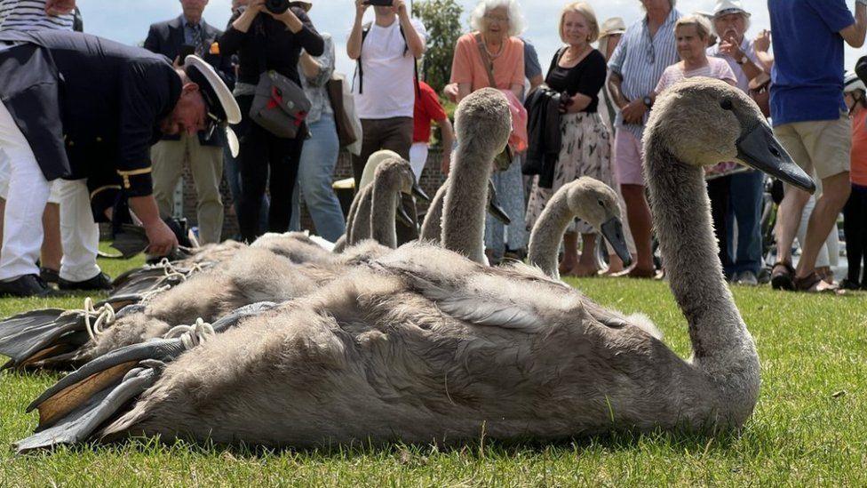 Brown cygnets lined up on the grass sat in the sunshine with a crowd looking on