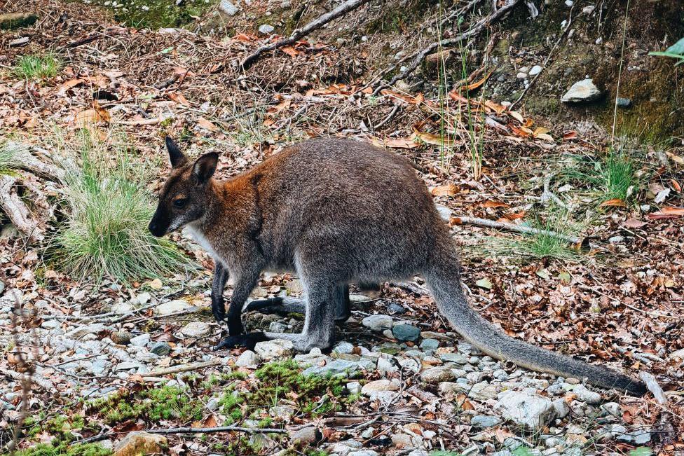 A wild wallaby among foliage on a small Scottish island.