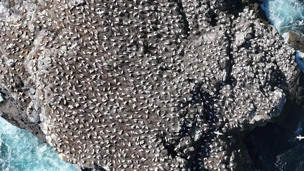 Hundreds of gannets on a rock with sea water lapping against it, seen from above.