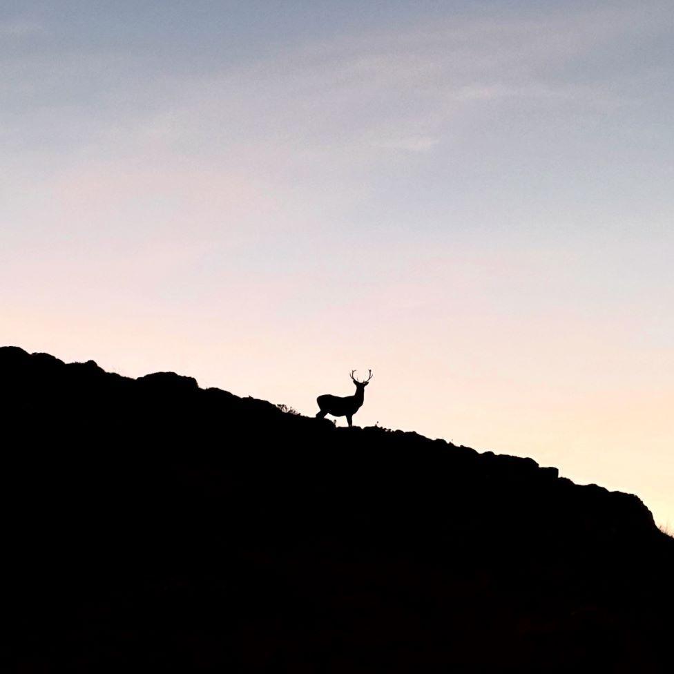 Silhouette of a stag on a hillside at dusk.