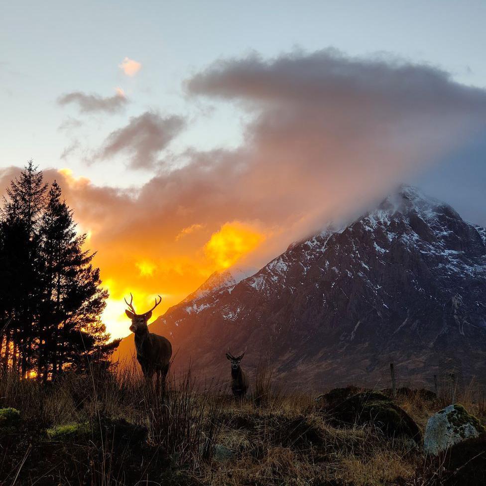 Stag with snow-topped hill in background and an orange sunset glow.