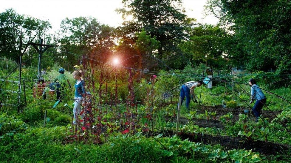 Artist's impression of allotments
