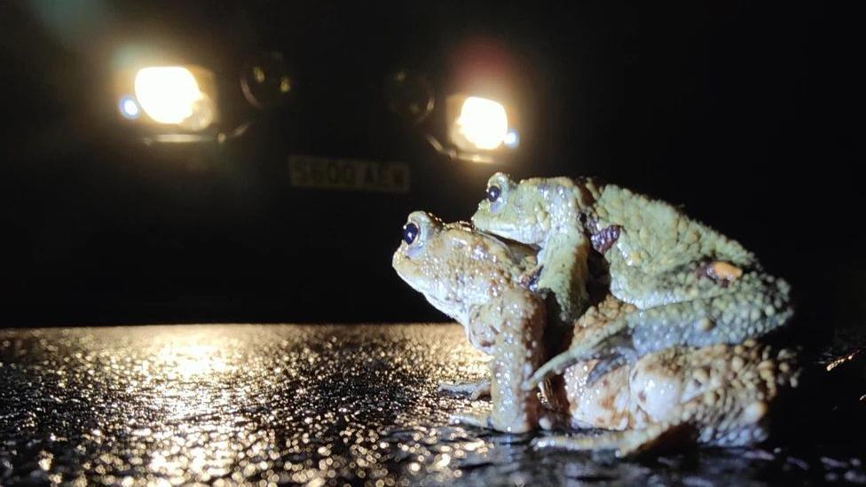 Close-up of two toads - one piggybacking on the other - on a road in the dark with car headlights behind them