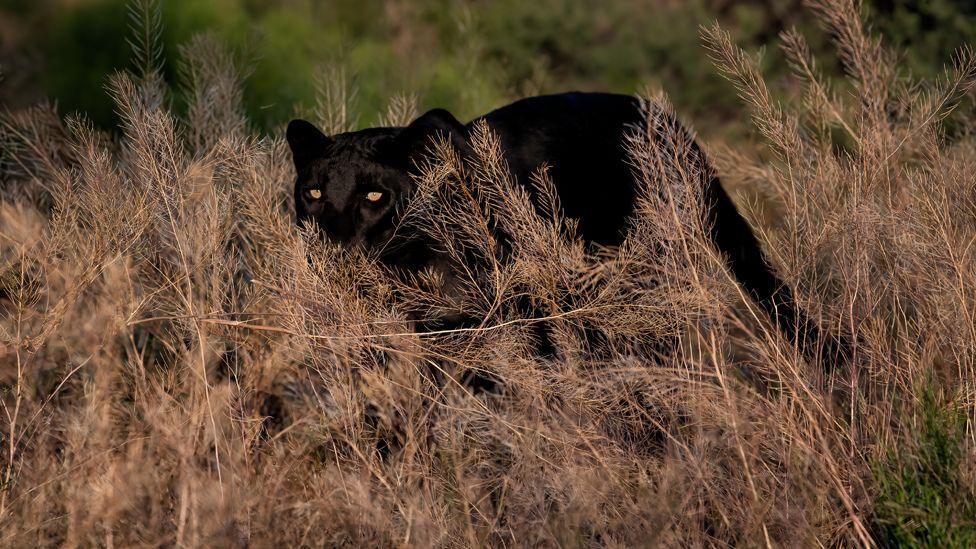 Black leopard