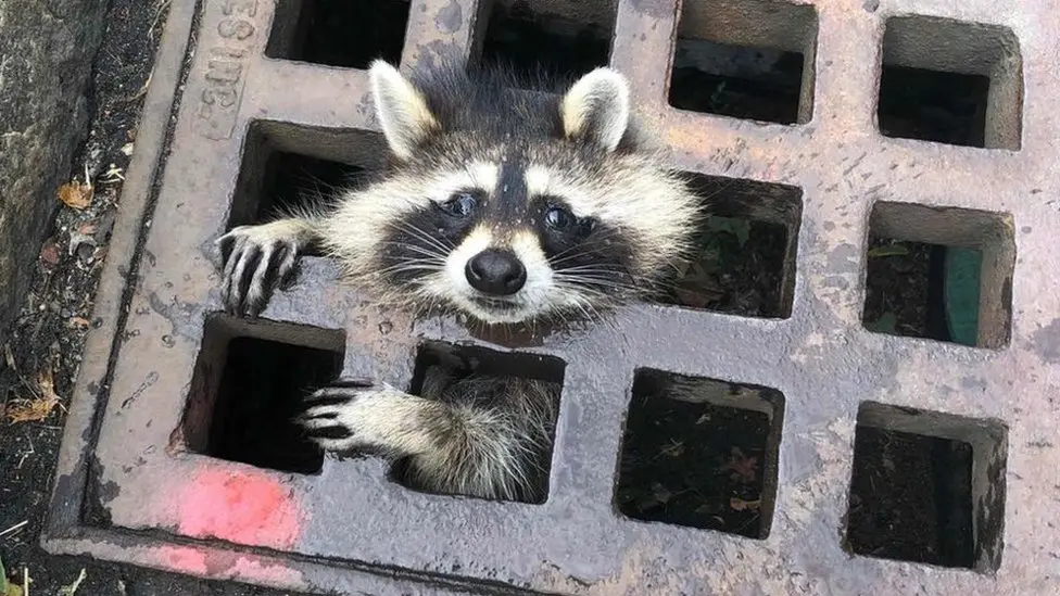 Racoon stuck in a grate
