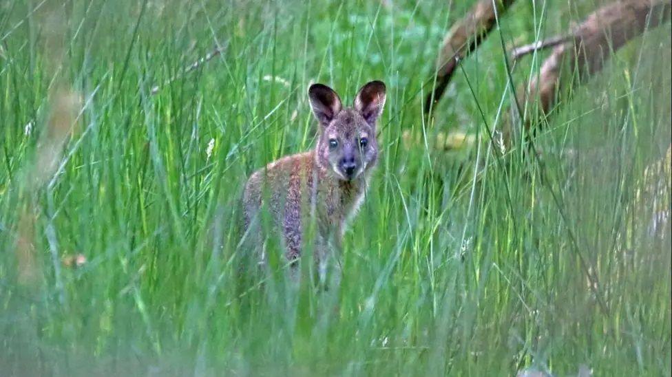 A red-necked wallaby looking down the barrel of a camera from the cover of long grass