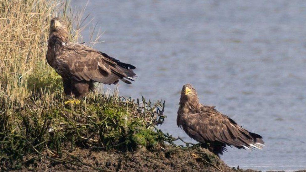 A grassy bank by Pool Harbour with two sea eagles standing side by side