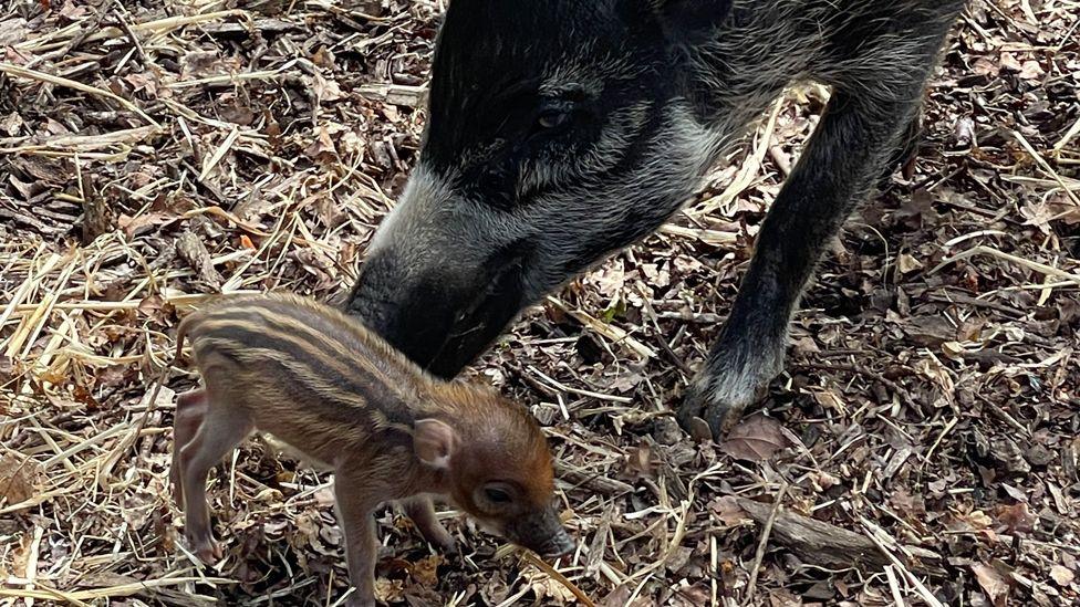 Mum Tessa looking after a piglet