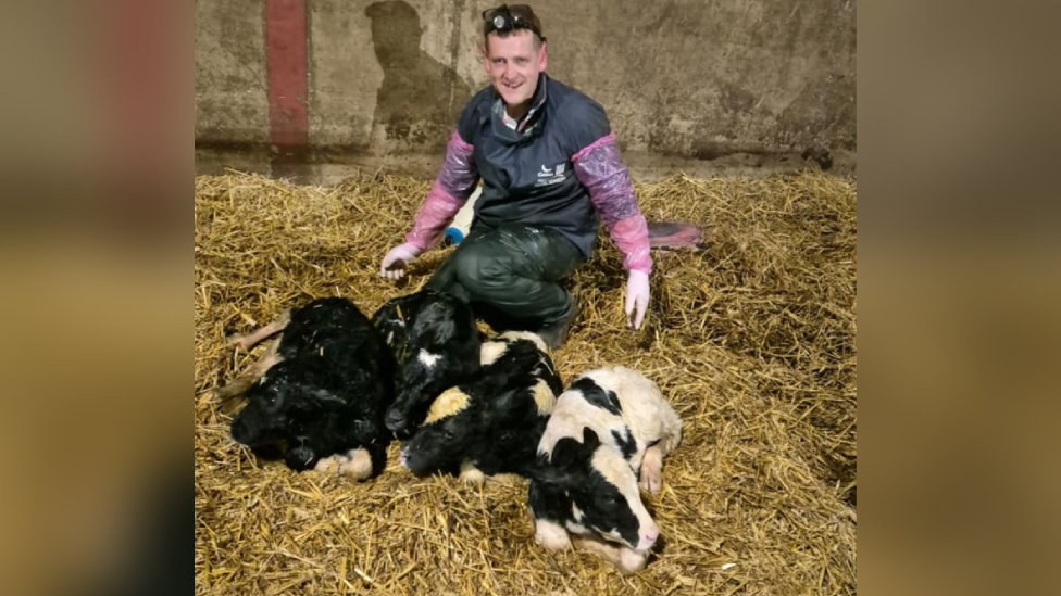 Matthew Hicks crouched down in a far pen with the four calves lying down in front of him