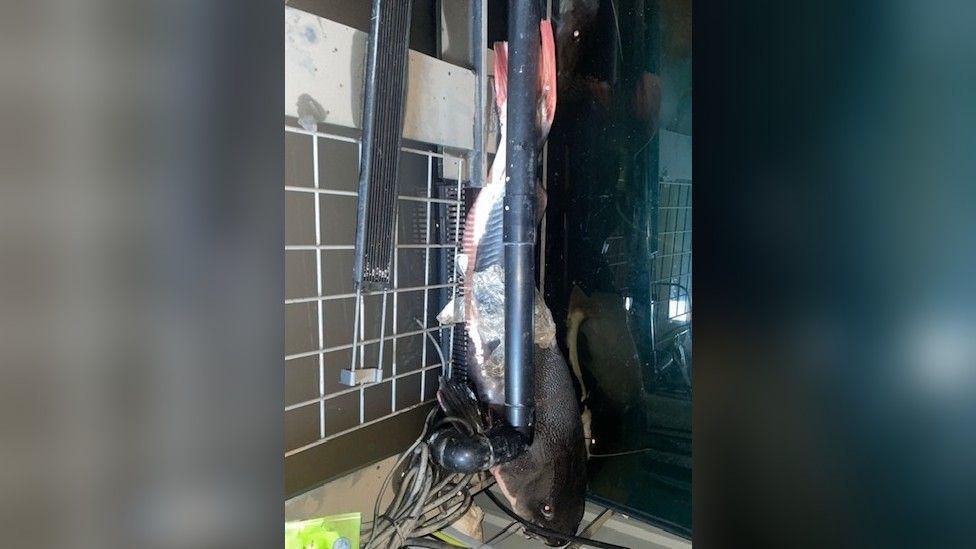 A black catfish wedged between a pipe and some cables inside a shed.