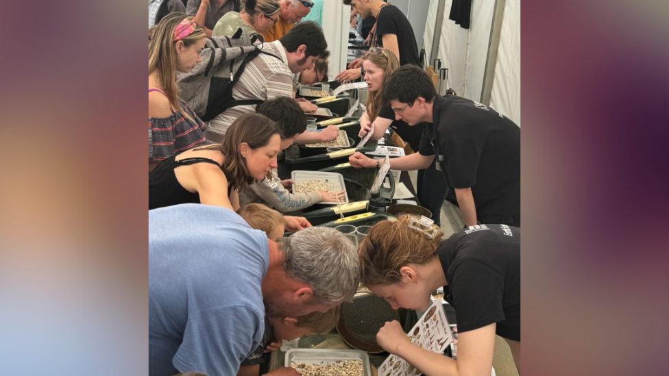 Row of people looking for fossils in trays of gravel