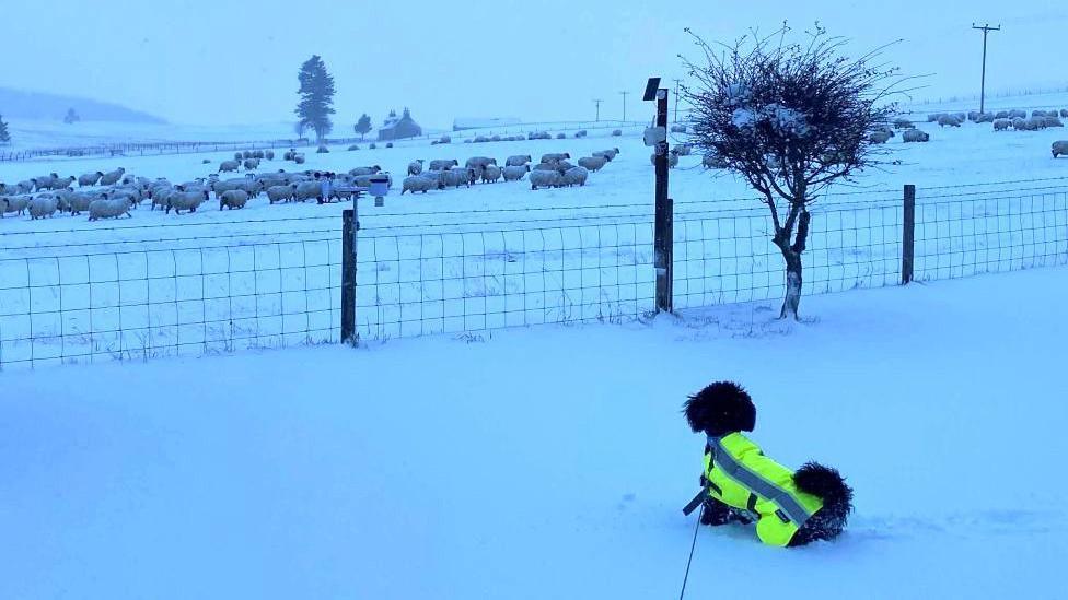 A picture of a small back dog in a luminous yellow jacket, its legs deep in snow, looking at sheep in a snow-covered field.