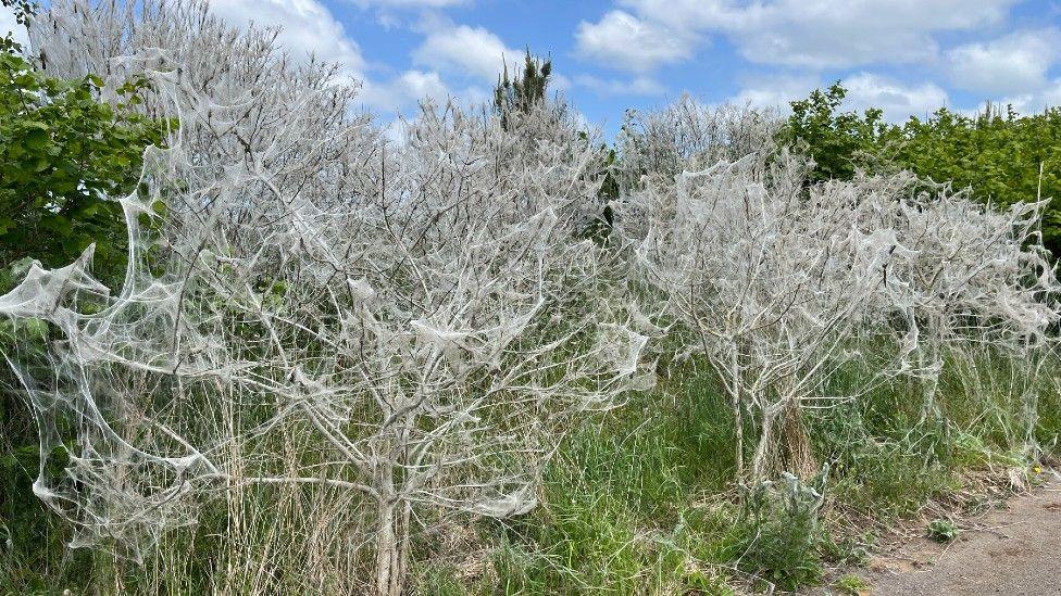 Amongst green leafy trees and grass stands trees covered in white webbing which is likened to being similar to cobwebs. 