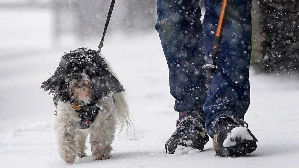 A man wearing jeans and walking shoes walks his dog on a lead along a snow-covered path. 