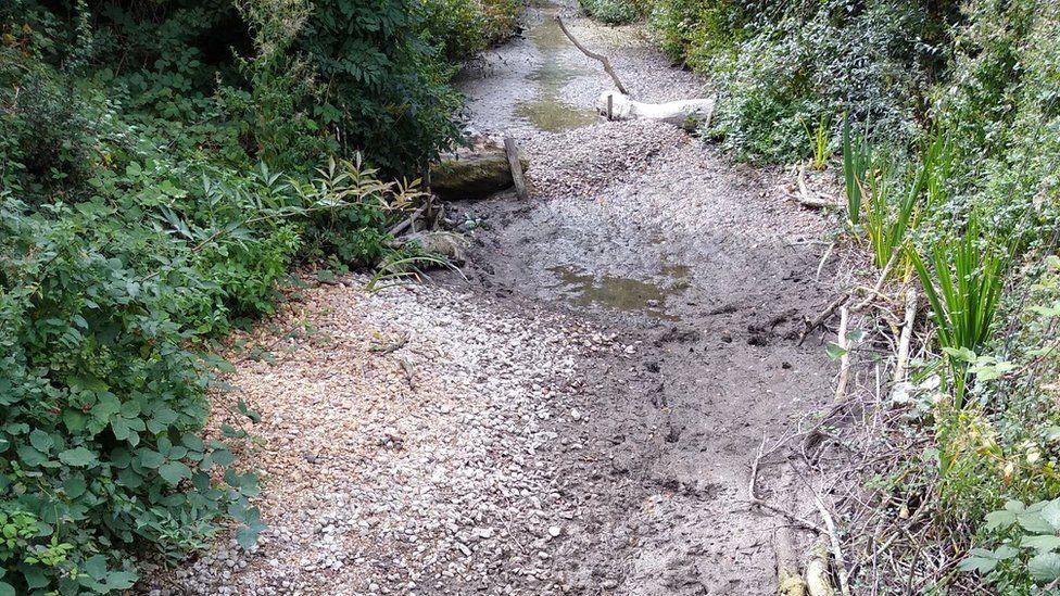 A stream bed has only small puddles of water in it. There is silt on the ground and shrubs at the edges of the bed