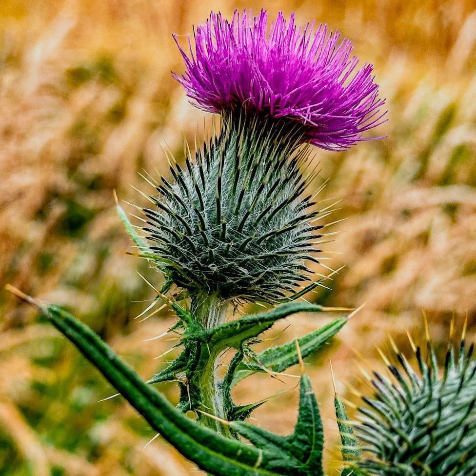 Thistle