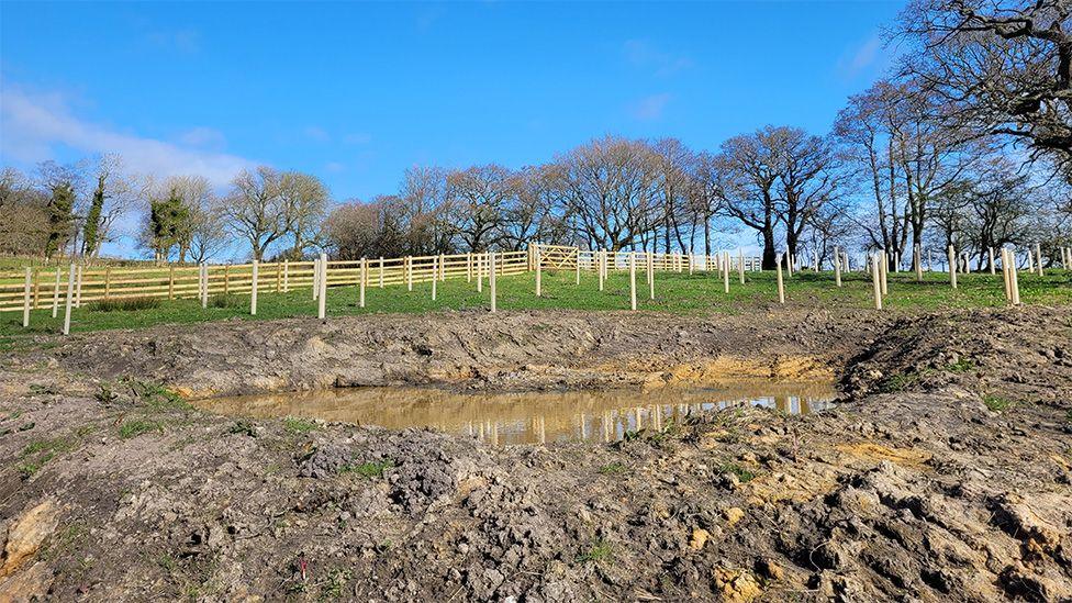 One of the new wetlands, showing a large wet and muddy ditch with high banks in front of a wooden fence with a bright blue sky and row of trees behind