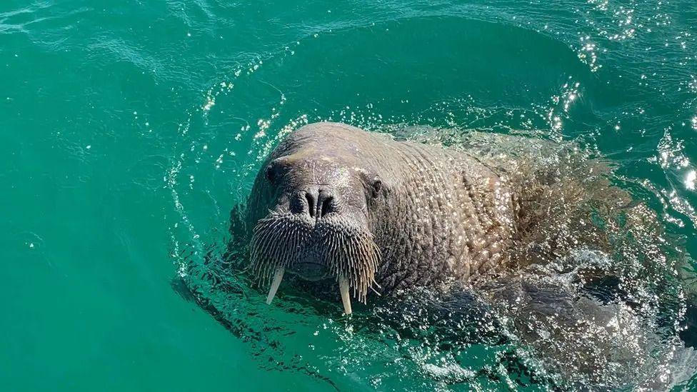A close-up of a walrus swimming in green water