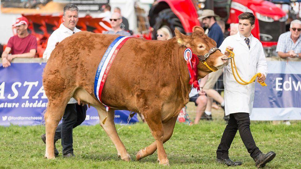 Two men in white coats lead a large brown cow past a crowd.