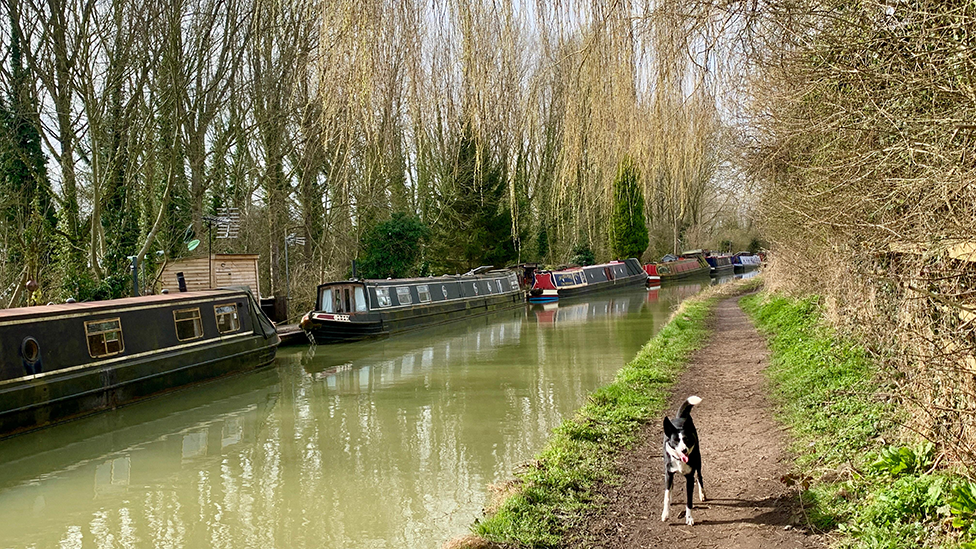 A black and white dog on a towpath alongside a green canal with a row of boats on it