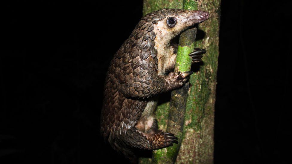 A pangolin clinging to a tree branch against a tree trunk, side on. The mammal has a long pointed nose and round eye. Its under belly is creamy coloured, while the top of its head and the majority of its torso and legs are covered in layers of dark scales