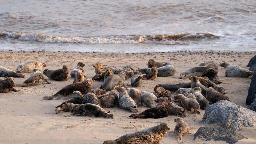 Seals at Horsey beach