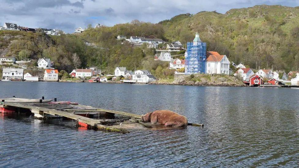 Magnus the walrus lying on some wood on some water with houses and trees on the opposite bank in the background 