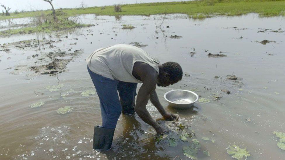 A man in wellington boots bending over harvesting water lilies in a flood water near Bentiu