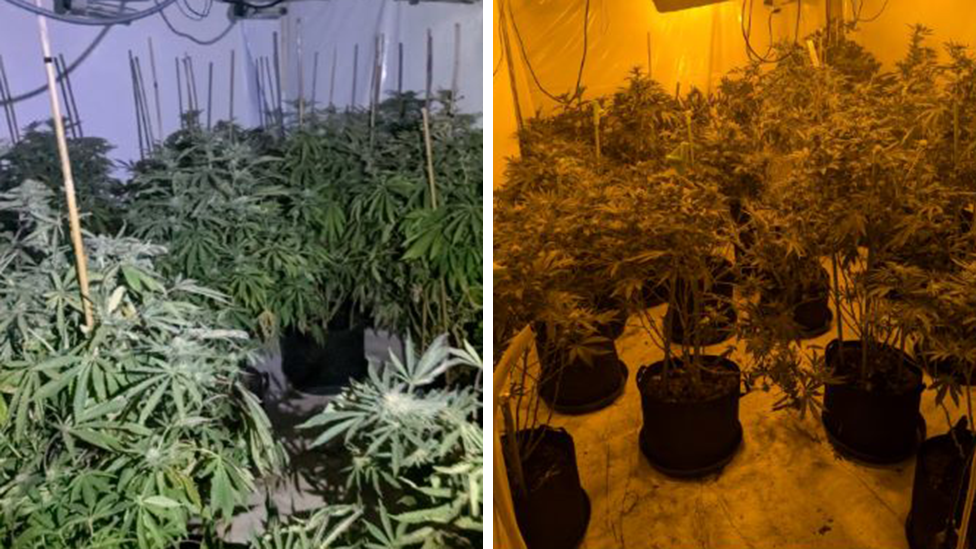 Two images side by side of green cannabis plants in black pots, inside dimly lit rooms. There are wires dangling from the ceilings.