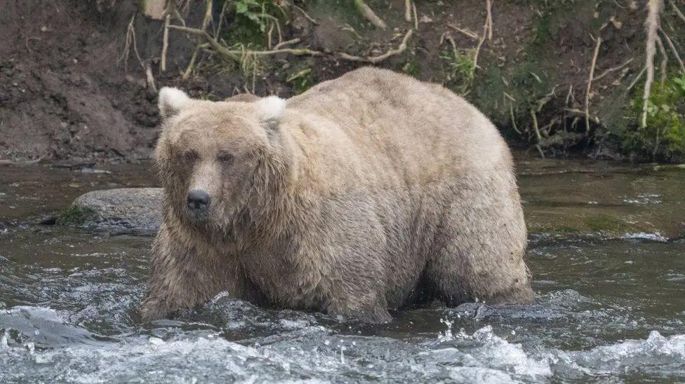 Grazer the brown bear.