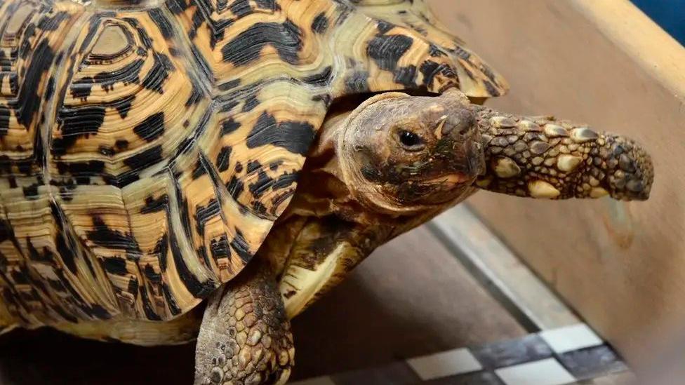 Record breaking tortoise Bertie
