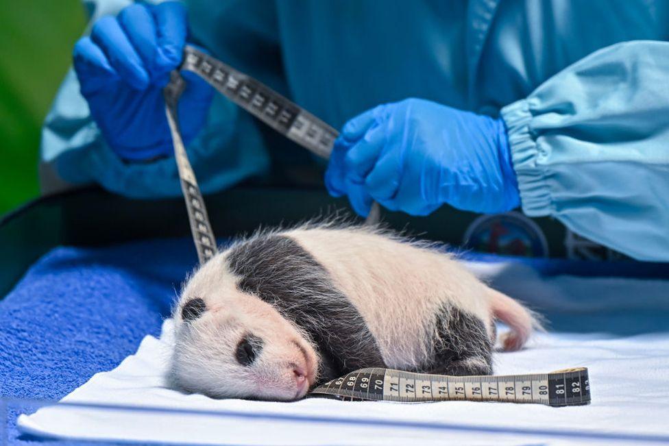 A giant panda cub is measured at the Guangzhou Chimelong Safari Park in Guangzhou, China