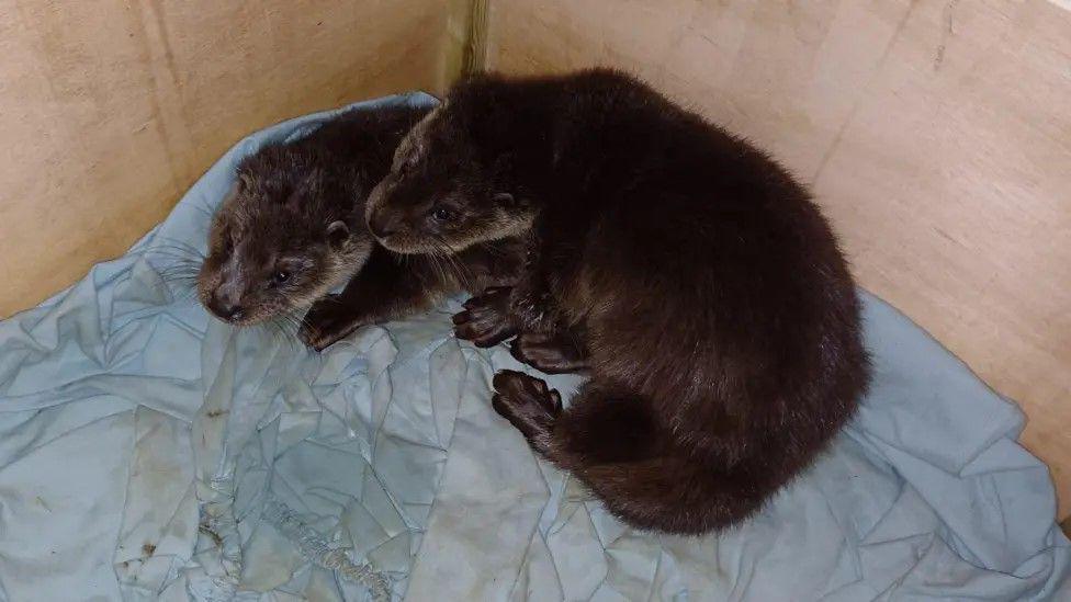 Two small brown otter cubs are huddled in a box with blue blankets underneath them