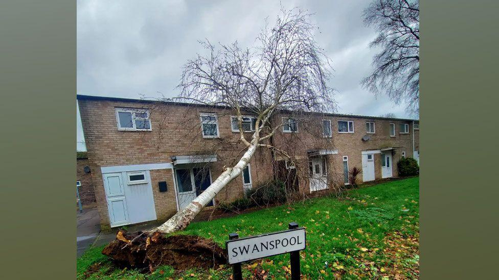 A tree with a silver trunk (probably silver birch) on its side with its leafless upper branches resting across the edge of the roof of two terraced houses. Its roots can be seen surrounded by dark earth, sticking out of a grass verge in front of the houses. In front of that is a white roadsign saying Swanspool