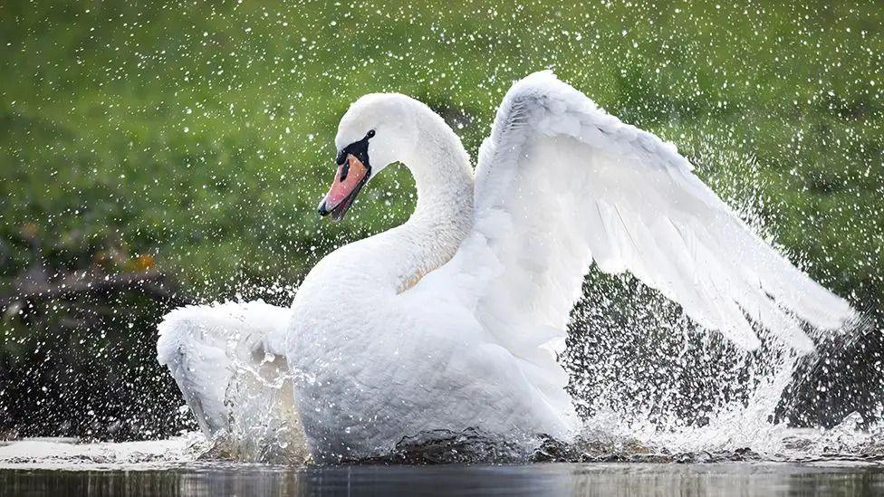 A white adult swan flaps its wings in a body of water, the high resolution imagery captures tens of thousands of droplets of water moved into the air by the swan's movement.
