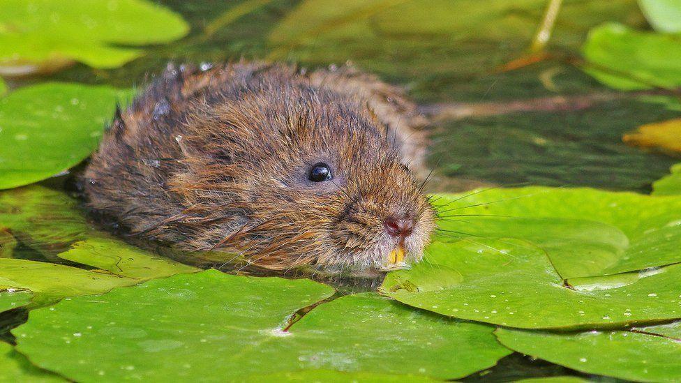 A water vole