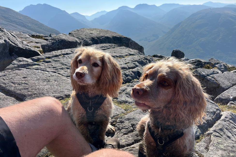 Dogs at Pap of Glencoe