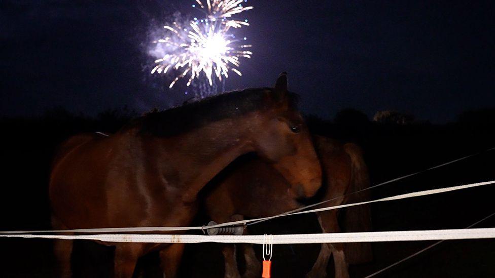 Two horses stand by a fence in a field while overhead in a dark sky fireworks explode