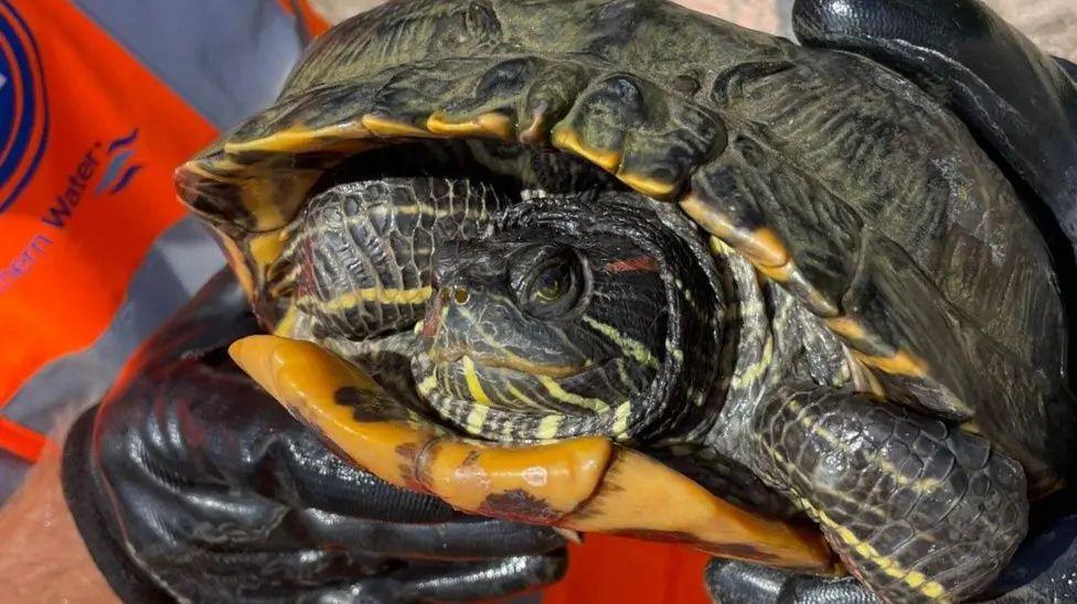 A terrapin - a turtle-like creature with a dark grey and orange shell and scaly body. It is being held by a man in a fluorescent orange Southern Water jacket. The man is wearing black gloves