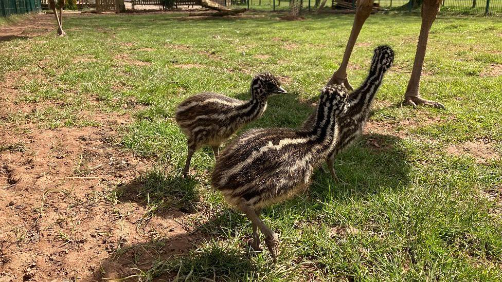 Emu chicks