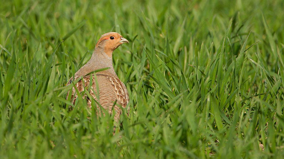 A grey partridge looking over its shoulder surrounded by thick blades of grass