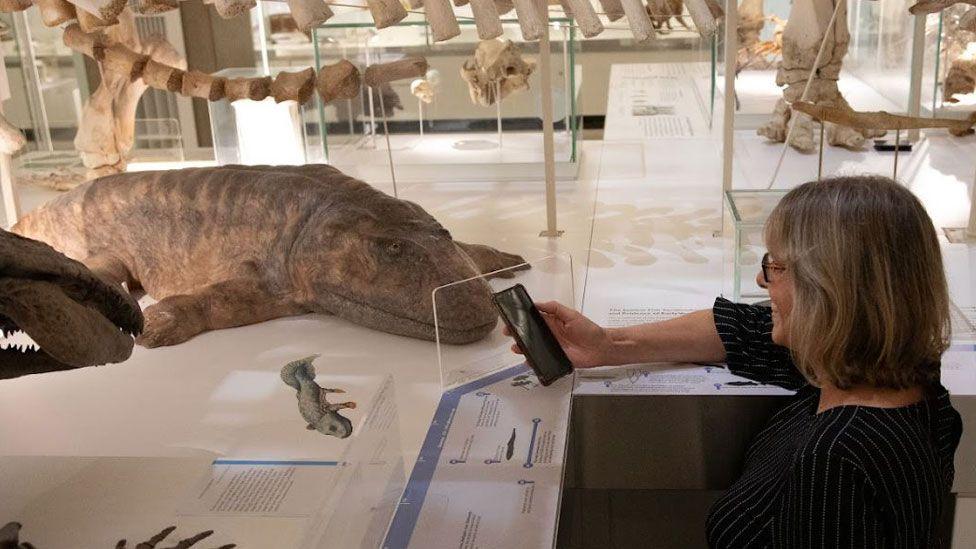 A model of an Ichthyostega, which was a crocodile-like low-slung animal. It has a long snub-nosed head, a fleshy body and arms at flipper angles to its torso. It is being looked at by a woman holding a smartphone.