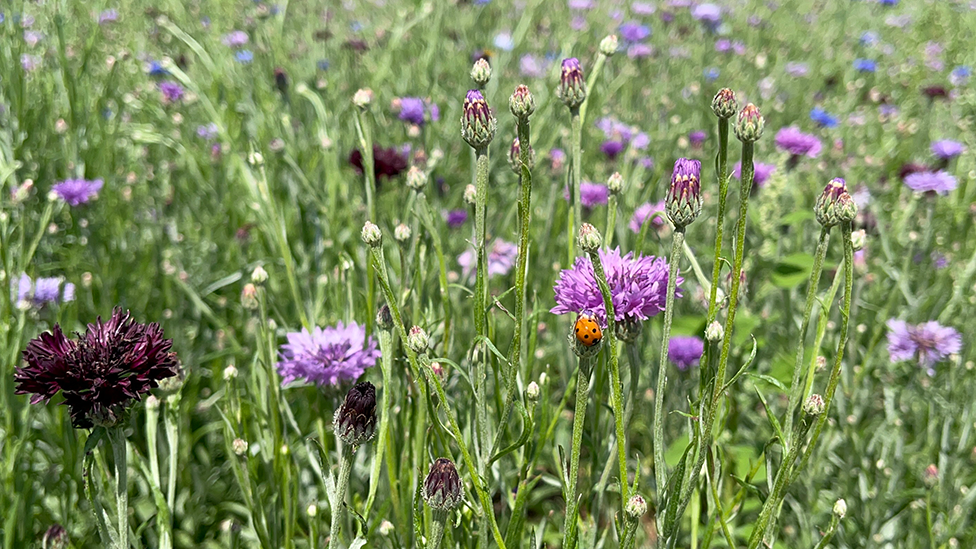 Pink, purple, blue, and maroon cornflowers are pictured, with their colours popping against the green stalks making up the background. On the flower closest to the camera, a tiny red ladybird is visible, climbing up a stalk.