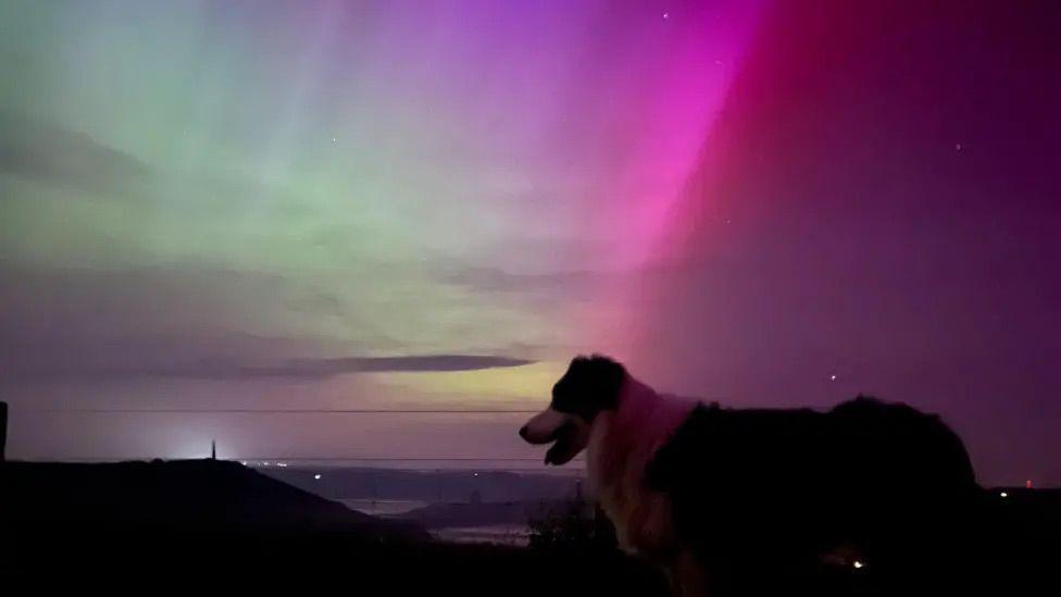 A dog in the foreground of the photo. In the background is a silhouette of a hill with a lighthouse. The sky is filled with Northern Lights, featuring rays of green , yellow and purple.