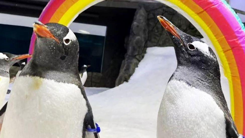 Sphen and Magic, two penguins, are pictured in front of some snow and a rainbow balloon at Sea Life Sydney Aquarium